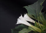 flower seeds Bonsai flower Brugmansia Datura seeds Rare flower seeds Potted