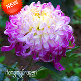 Big Sale!Fireworks Shape Orange Chrysanthemum Flower Seeds Softcover Bonsai