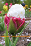 Fresh 50 PCS/Lot Cabbage Rare tulip seeds. Very rare flower seeds garden bo