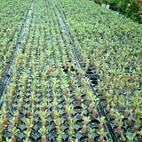 New 5 Pcs per lot Rare Desert Rose Seeds "Dark Night" Adenium Obesum seeds