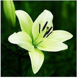 New lily Plants indoor bonsai perfume lily seeds lily flower seeds   20 see