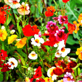 Flower seeds MIX NEMESIA SUNDROPS seeds  Nemesia strumosa grandiflora Home