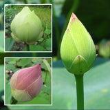 Lotus Seeds , Flower Seeds, Diy Potted Plants, Indoor / Outdoor Pot Seed Ge