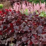 Heuchera(melting)Seeds,Perennial bonsai flower Alumroot seeds for Beautiful