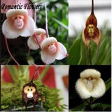 Dracula Simia Monkey Face A Variety Of Perennial Flower Seeds , 100 Seeds /