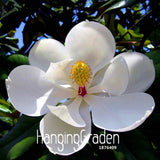 Lowest Price! 10 Seeds/Bag Magnolia Seeds Bonsai Flower Seeds Potted Plants