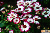 mix Daisy , Cineraria easiest growing flower, hardy plants flower seeds exo