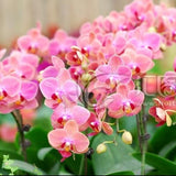 Flower seed Pink Phalaenopsis Seeds Potted Flowers Family garden Bonsai Fou