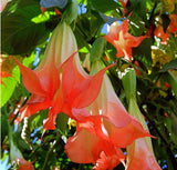 Mandala seeds Brugmansia datura seeds and rare flower seeds garden ornament