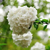 Elegant White Hydrangea Seeds Balcony Bonsai Viburnum Hydrangea Macrophylla