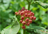 Flower seeds Bonsai seeds Asclepias purpurascens Purple Milkweed (Monarch H