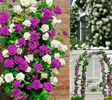 FLOWERS seeds Climbing Rose Seeds,  , Perennials , fence, pillar, shed gard