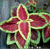 free shipping Flower seeds Bonsai seeds mix  coleus seeds Bag Home Garden B