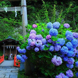 Flower seeds, Hydrangea  A variety of colors seed garden plants bonsai Fort