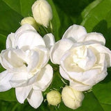 Flower seeds Free shipping 20 pieces white jasmine Seeds, fragrant plant ar