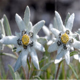 Imported seed,20seeds/lot Edelweiss (Leontopodium alpinum)seed flower seed