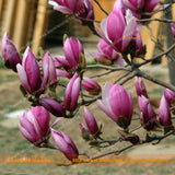 Mini Mouse Purple Yulan Magnolia Flower Seeds, 15 Seeds/Pack, Bonsai Magnol