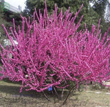 New Home Garden Bonsai Plant 12 Seeds FLOWERING ALMOND Prunus Triloba Flowe