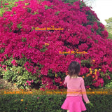 New Arrival 100% True Giant Azalea Seeds, 1 Professional Pack, 10 Seeds/Pac