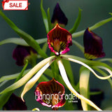 Hot Sale!Yellow Octopus Orchid  China Rare Flower Seeds For Home Garden Pla