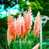 New Seeds 2017! 200 Seeds/Bag Pampas Grass Cortaderia Seeds Are Very Beauti