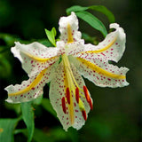 Big sale,100pcs/bag Lilium  seeds double lily flower seeds lilium flower bo