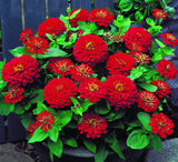 flowers  seeds One hundred days grass 30 Zinnia Seeds, indoor plants flower