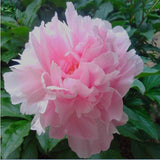 Flower seeds bonsai Peony Seeds   Pale Rose  DOUBLE PEONY POPPY Papaver Flo