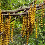 Courtyard Novel Plant Climbing Flower Mucuna seeds, Gardening vine Seeds