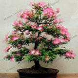 New arrival!20pcs/bag Albizia flower seeds,albizia julibrissin seeds,bonsai