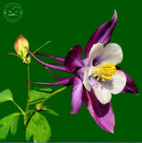 Flower seed Potted plant seeds Family garden bonsai Wild CANADIAN COLUMBINE