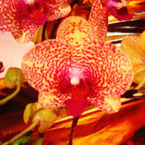 Direct Orquidea Orchid Phalaenopsis flower seed Orchard seeds semente 30 PC