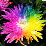 BELLFARM Cute Rainbow Chrysanthemum Livingstone China Aster Seeds, 100 Seed