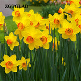 ZGTGLAD 400Pcs/lot Mixed Color Narcissus Duo Bulbs Daffodil Plant Flower Se