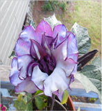 Flower seeds BLACK CURRENT SWIRL Angels Trumpet Datura seeds Fragrant Purpl