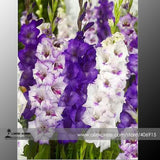 Heirloom New Variety Gladiolus Perennial Flower Seeds, Professional Pack, 5