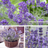 Lavender Seeds Lavandula Officinalis Garden Flower Medicinal Plant Quality