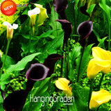 New Seeds 2017!100 pcs/Pack Rare Calla Lily Seeds,Rhizomes High Survival Ra