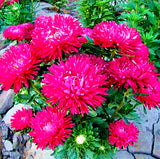 seeds Flower Chinese Aster seeds (Callistephus) give you a garden full  big