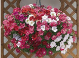 Flower Seeds bonsai Petunia Seeds Shock Wave Mix 200 Pelleted Seeds of NEW