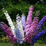 Flower seeds Delphinium Mix   Delphinium Cultorum Family garden Potted plan