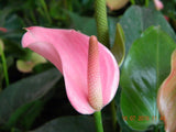 Hot Sale Rare Flower Seeds Pale Pink Anthurium Andraeanu Seeds Balcony Pott