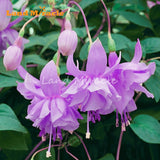 LAND MIRACLE Light Purple Fuchsia Flowers Seeds, 100 Seeds/Pack, Lanterns F