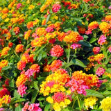 flower seed Lantana camara seeds 20pcs World's Rare Flowers For Garden hom