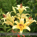 Heirloom Lilium Lily Flower Fragrant Perennial Flower Cheap Optimized 50 Se