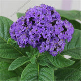 Heliotrope Seeds, Heliotropium Arborescens Rare bonsai flowers Perennial Fr