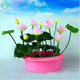 Flower seeds Multicolor lotus seeds hydroponic plants aquatic flowers mini