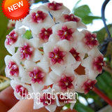 Loss Promotion!Green Hoya Seeds, Potted Seed, Hoya Carnosa Flower Seed Gard