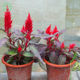 Flower seeds  Celosia Seeds, Cockscomb PND tail on seeds indoor plants flow