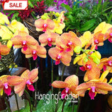 Best Selling!50seeds/bag Yellow Phalaenopsis Seeds Perennial Flowering Plan